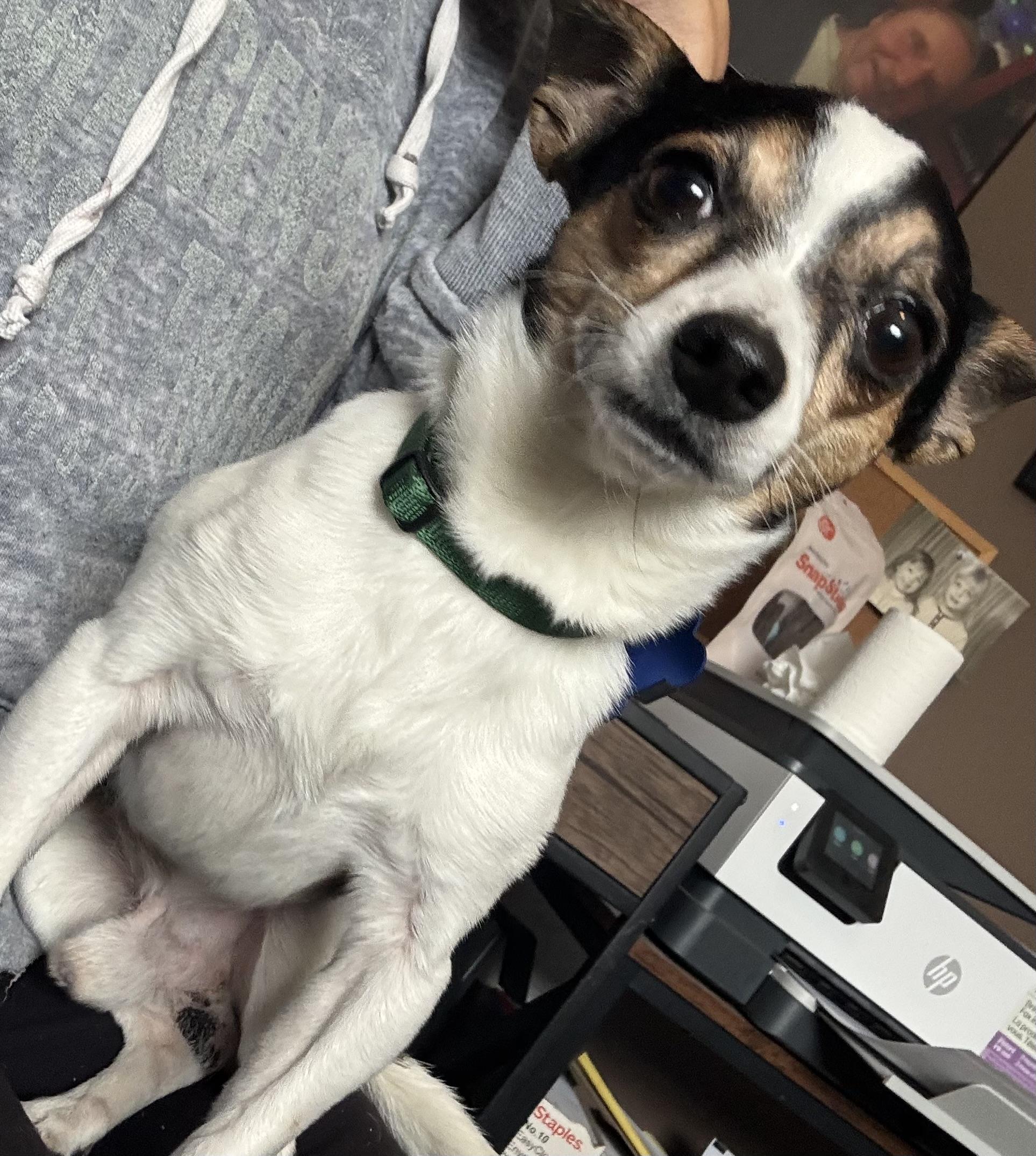 Levi, adopted, Adult Male Chihuahua & Toy Fox Terrier.