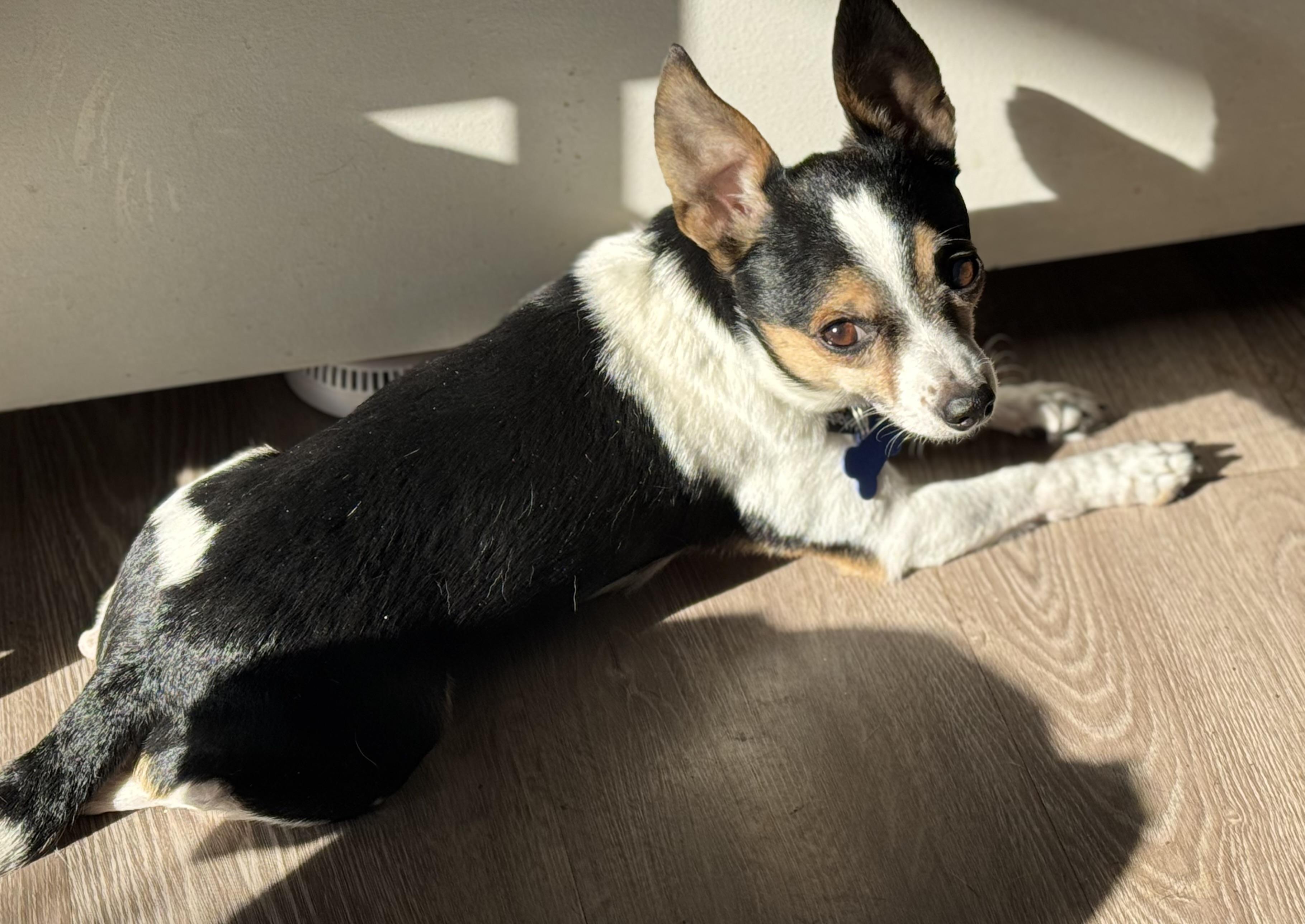 Enlarge Levi, an adopted mixed breed in Grosse Pointe Park, MI image 4/4