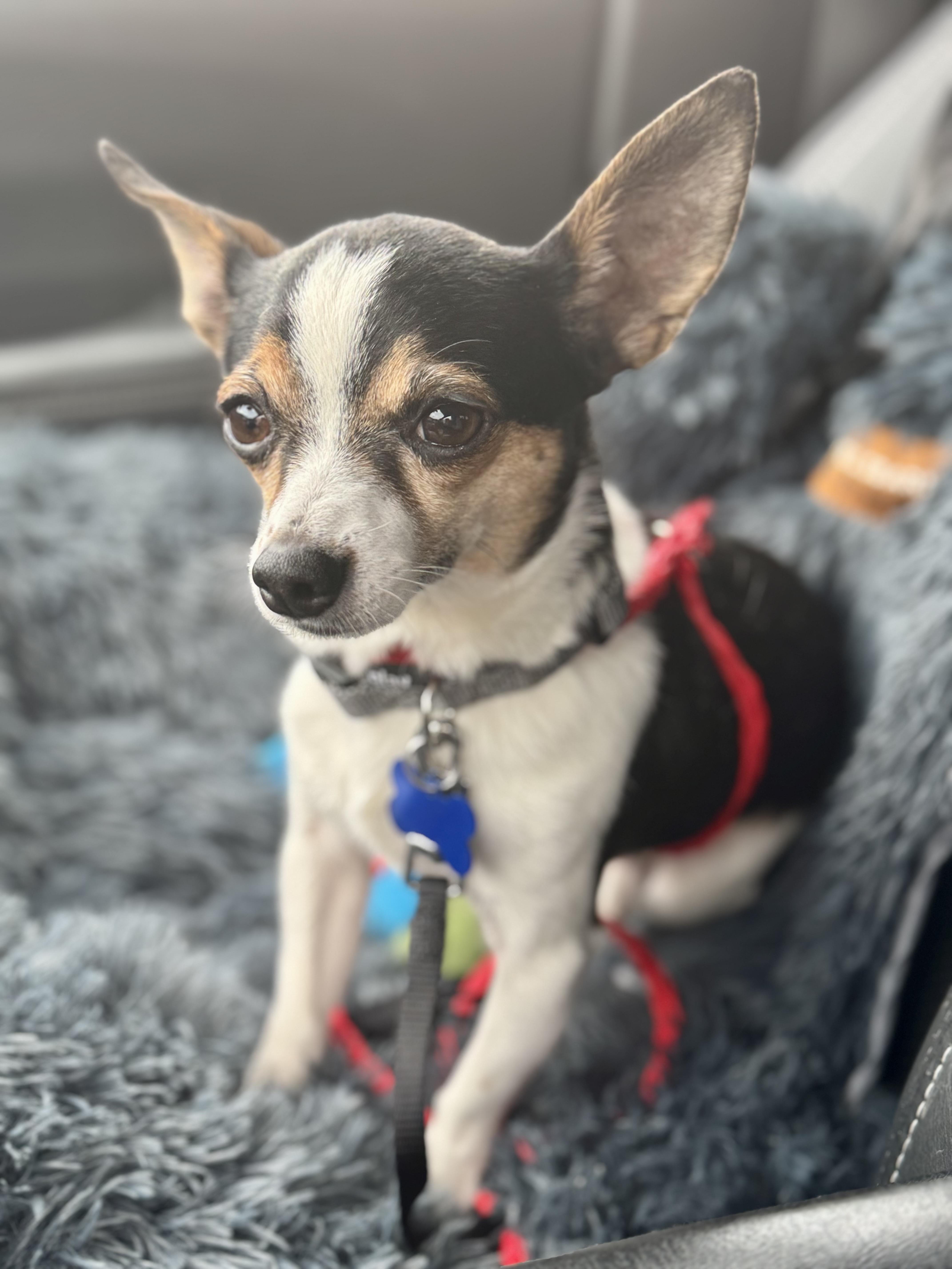 Enlarge Levi, an adopted mixed breed in Grosse Pointe Park, MI image 2/4