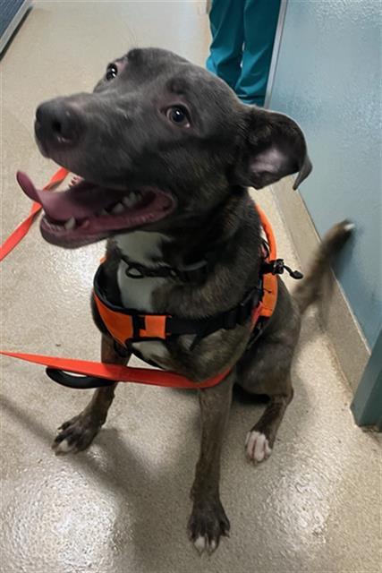Enlarge MAVERICK, a Adoptable Mixed Breed in Newton, NC image 1/1