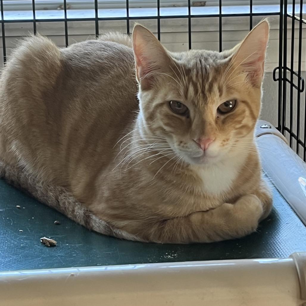 Enlarge Sam aka Debbie Addams, a Adoptable Domestic Short Hair in Wappingers Falls, NY image 1/2