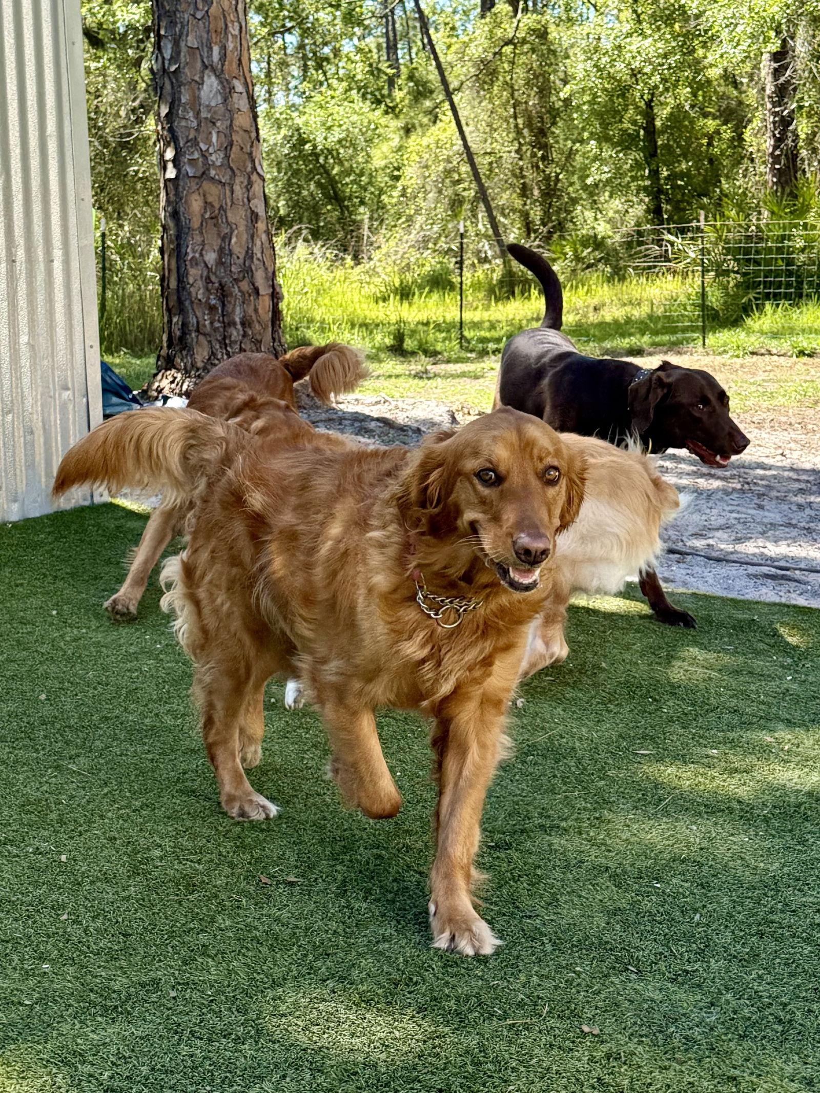 Enlarge Reilly Golden, a Adoptable Golden Retriever in Valrico, FL image 1/3