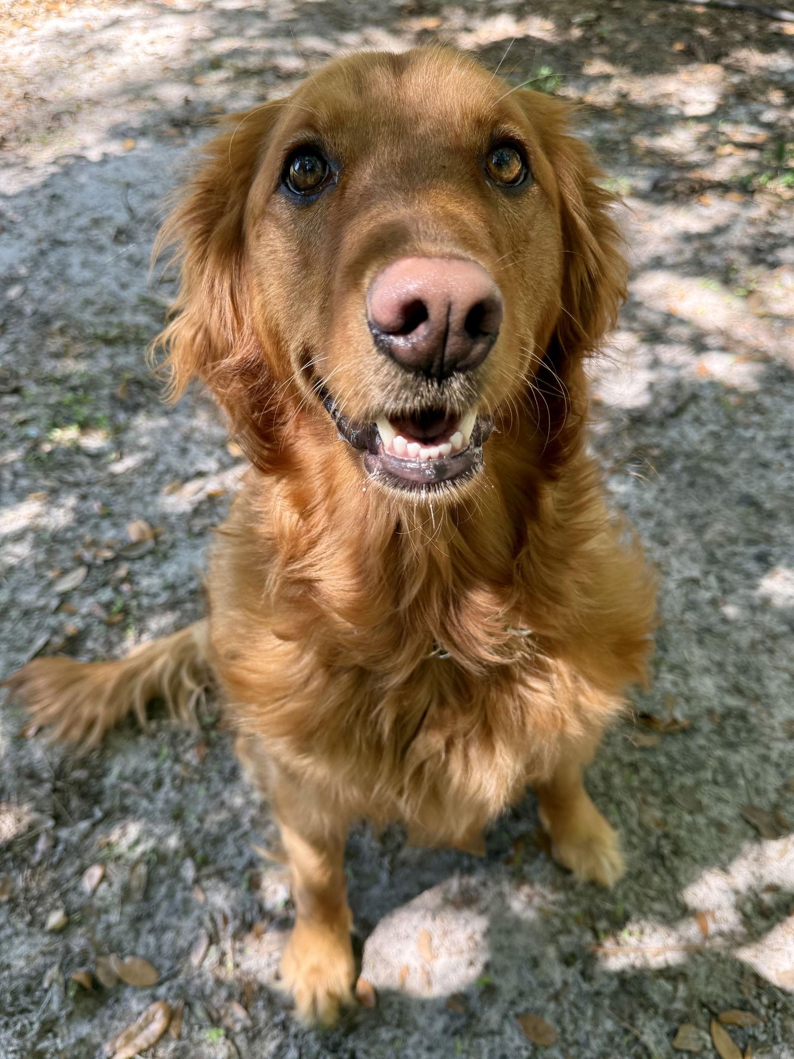 Enlarge Reilly Golden, a Adoptable Golden Retriever in Valrico, FL image 2/3