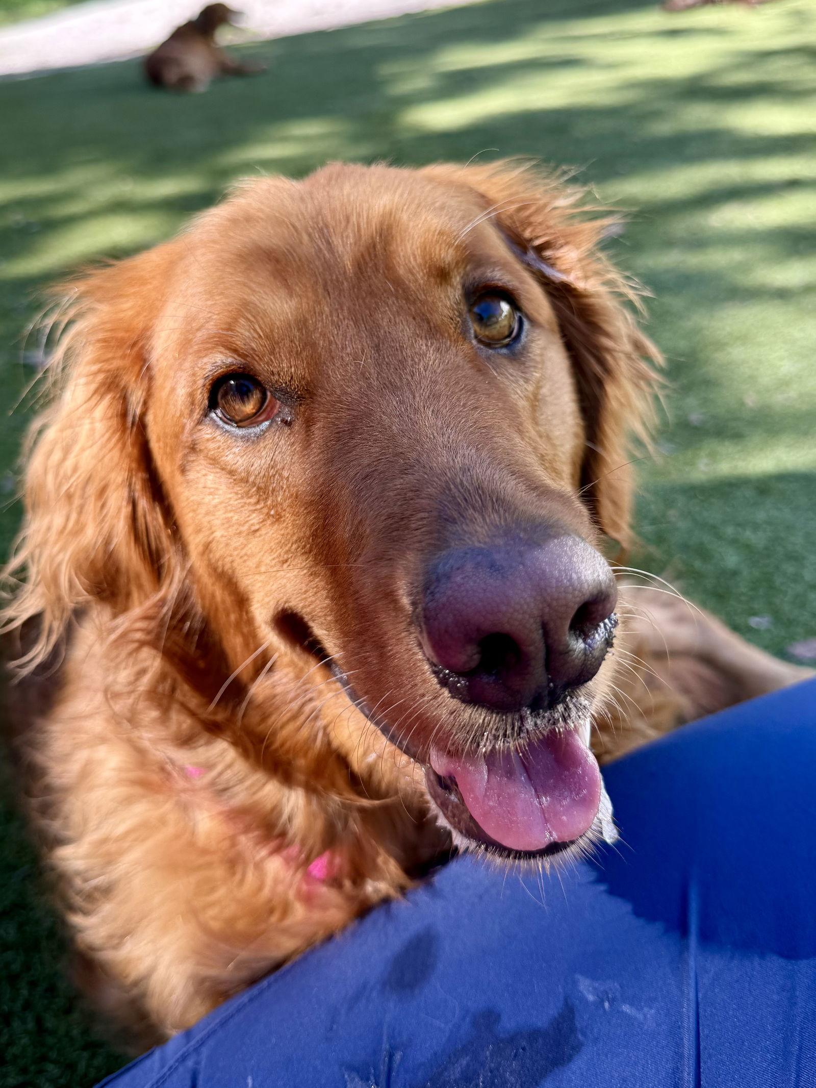 Enlarge Reilly Golden, a Adoptable Golden Retriever in Valrico, FL image 3/3