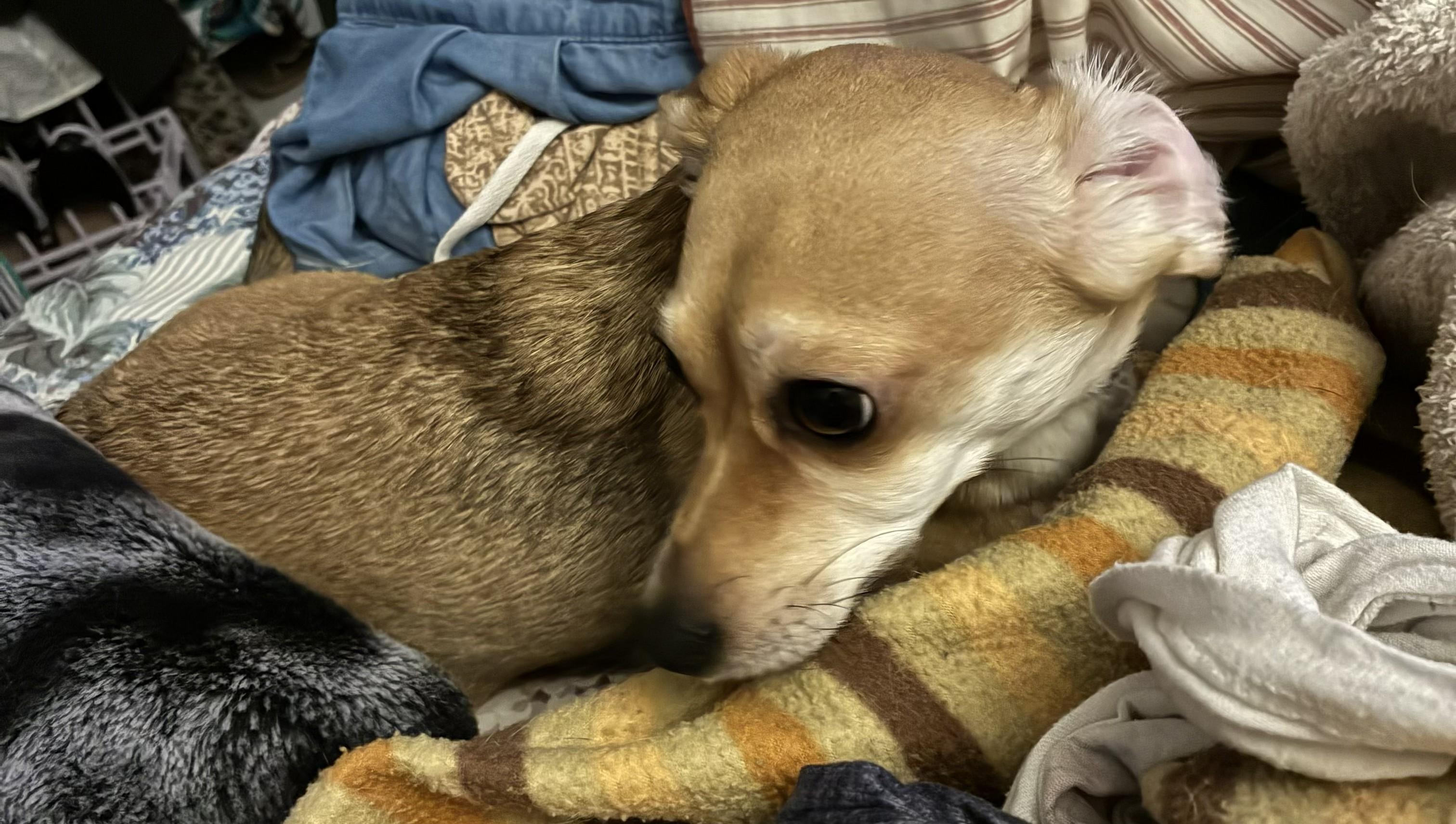 Skye, ADOPTABLE, Adult Female Chihuahua & Dachshund.