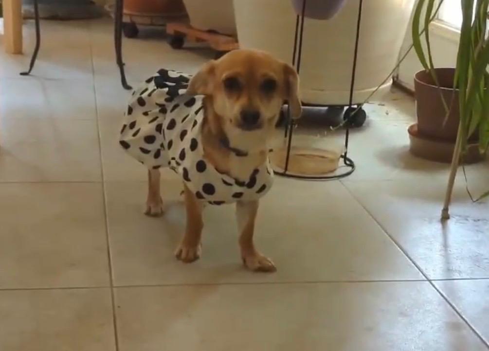 Skye, ADOPTABLE, Adult Female Chihuahua & Dachshund.