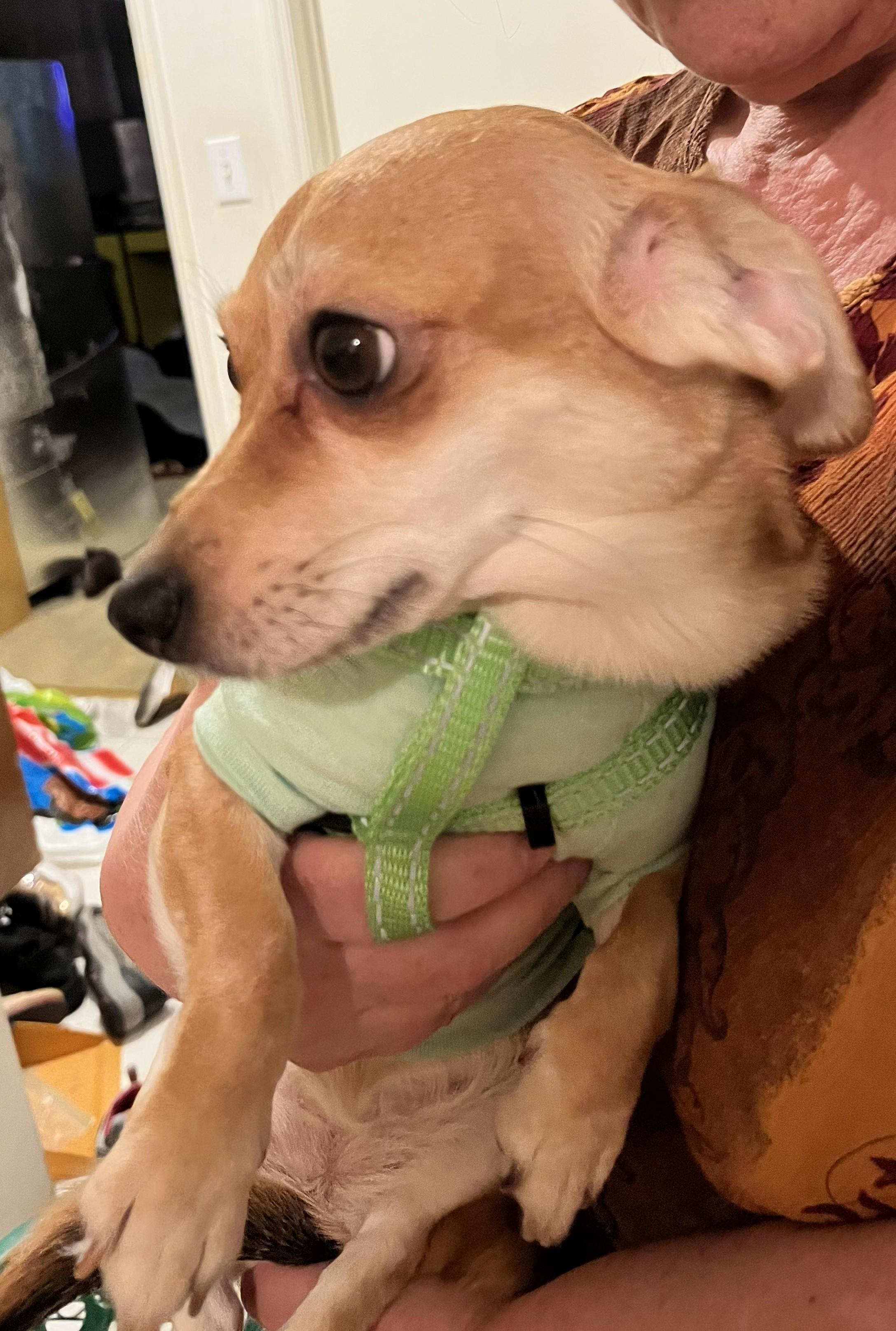 Enlarge Skye, a ADOPTABLE mixed breed in Studio City, CA image 2/4