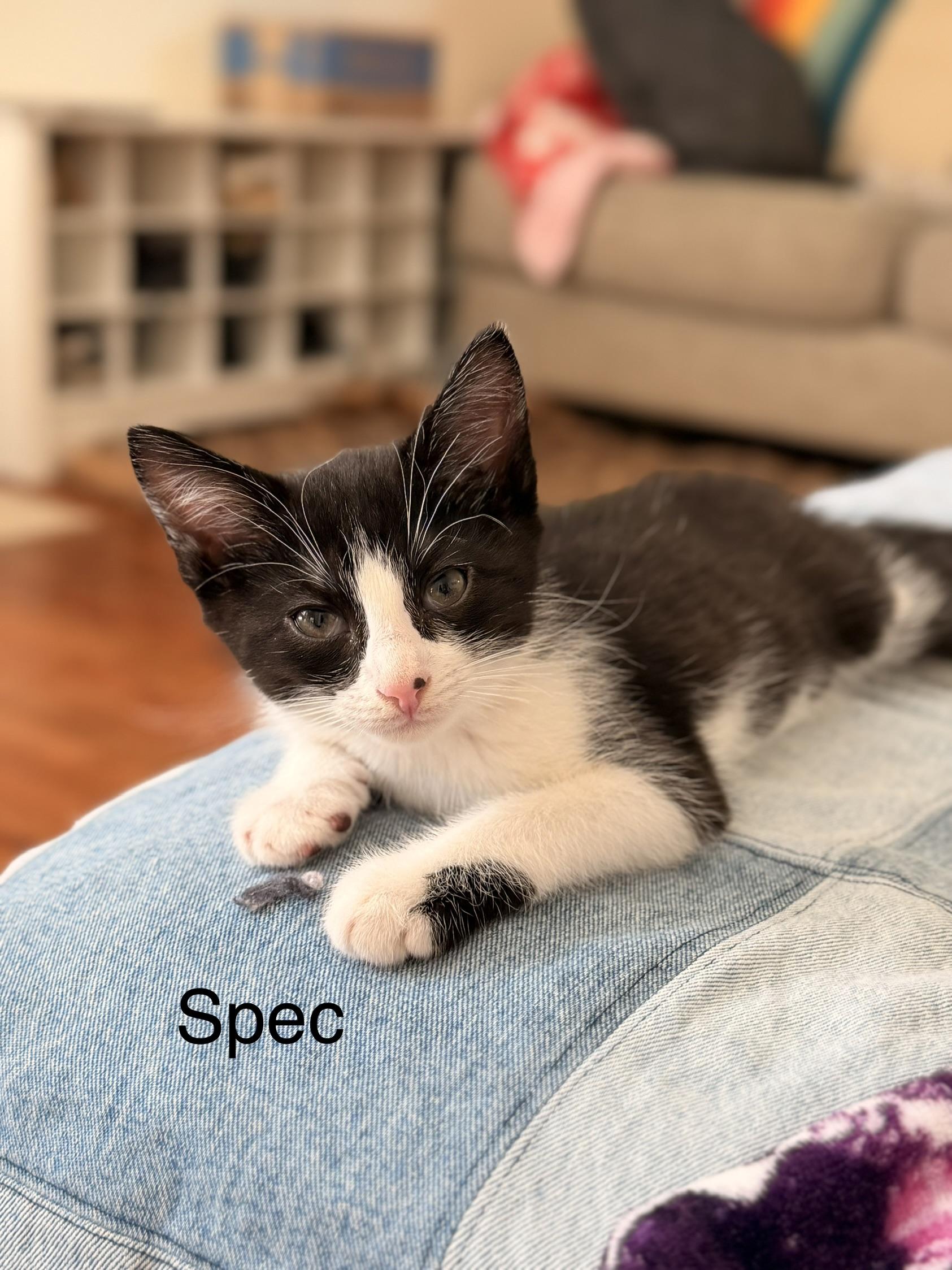 Spec, an adopted Domestic Short Hair in Easley, SC image 2/5