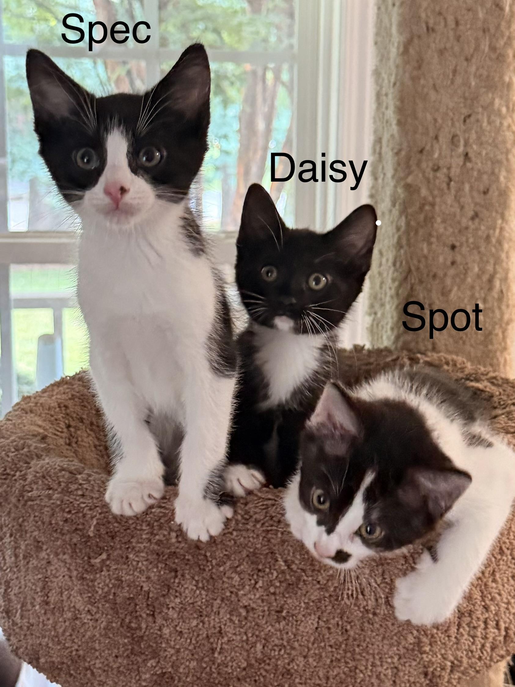 Spec, an adopted Domestic Short Hair in Easley, SC image 5/5