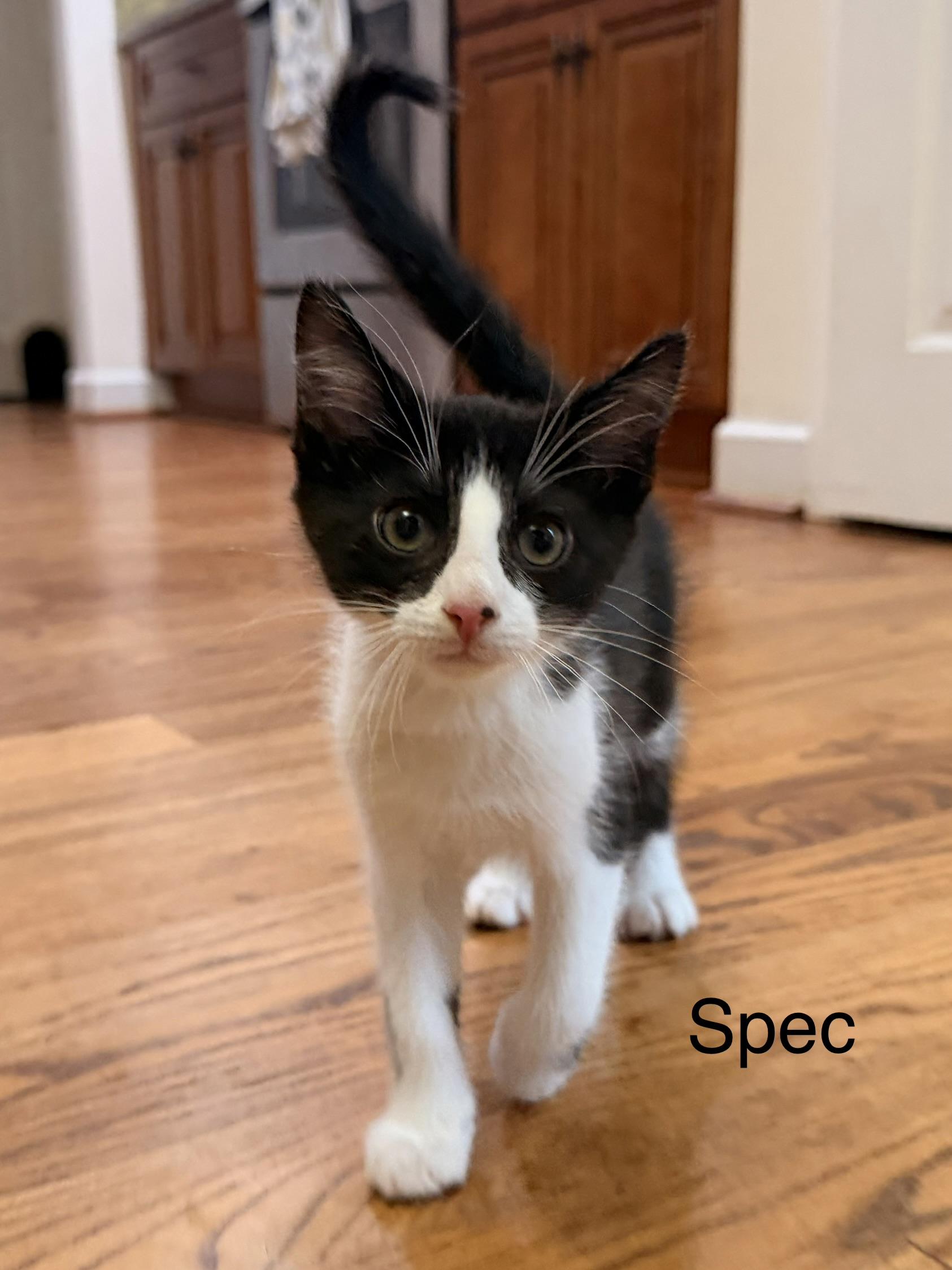 Spec, an adopted Domestic Short Hair in Easley, SC image 3/5