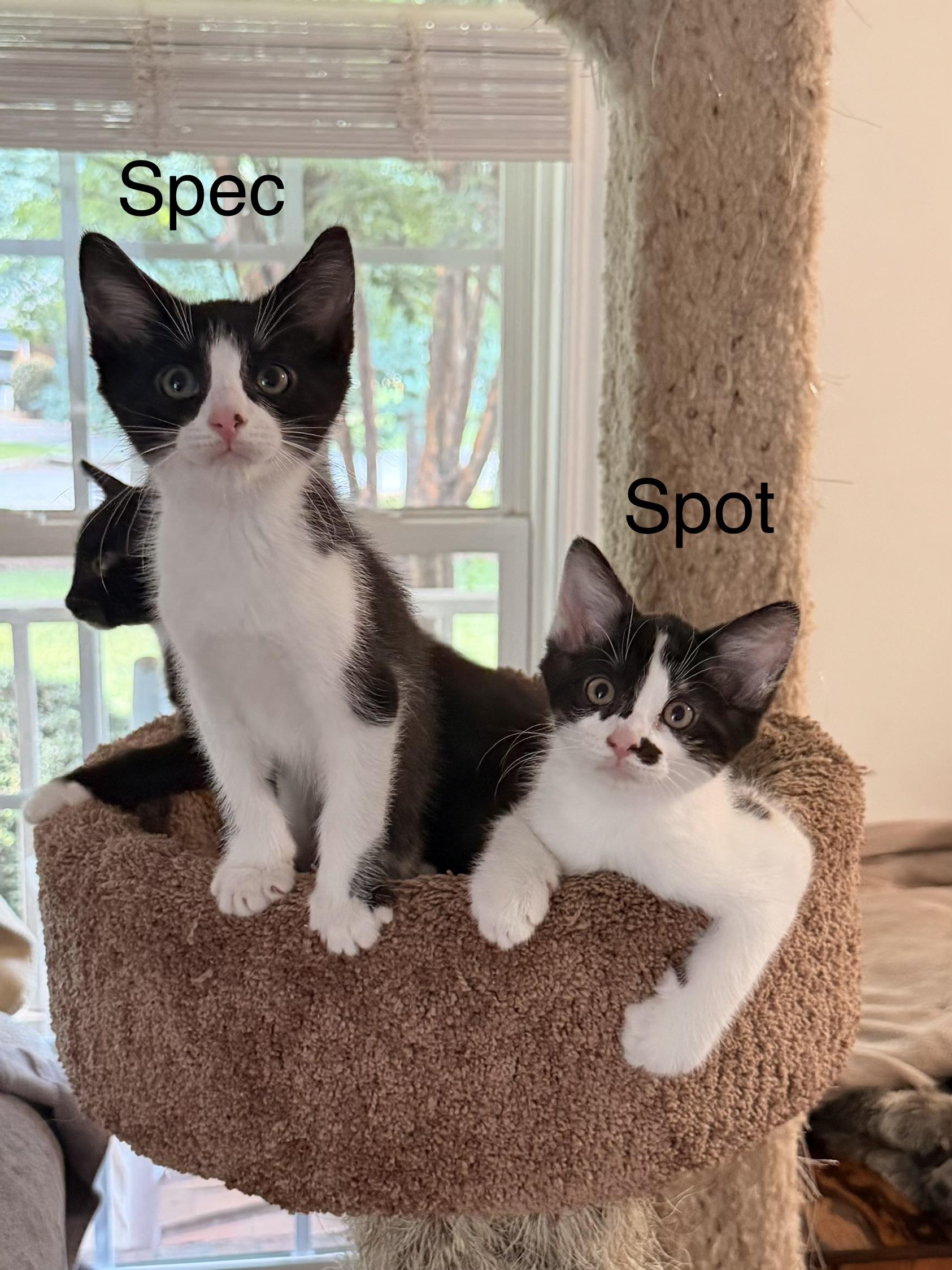 Spec, an adopted Domestic Short Hair in Easley, SC image 4/5