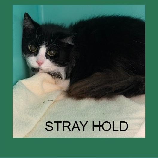 Babycakes, Adoptable, Young Female Domestic Long Hair.