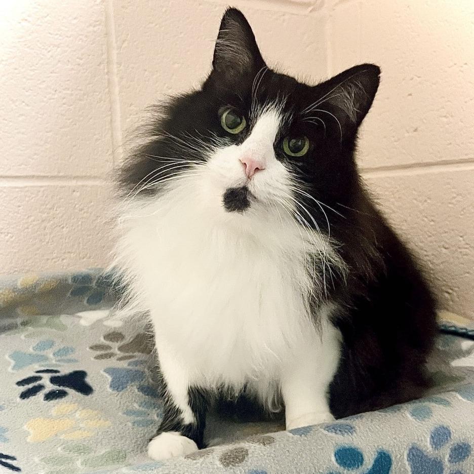 Enlarge Babycakes, a Adoptable Domestic Long Hair in Owosso, MI image 2/2