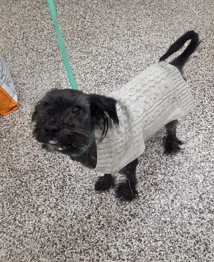 Enlarge Coraline, a Adoptable mixed breed in Westland, MI image 1/2