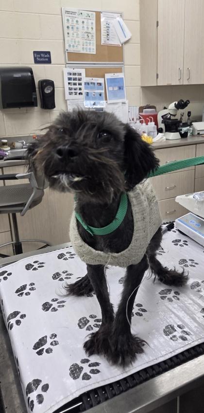 Enlarge Coraline, a Adoptable mixed breed in Westland, MI image 2/2