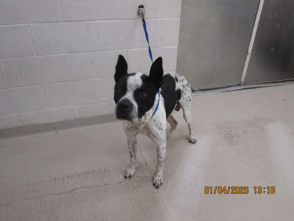 Ralo (801), Adoptable, Adult Male Pit Bull Terrier.