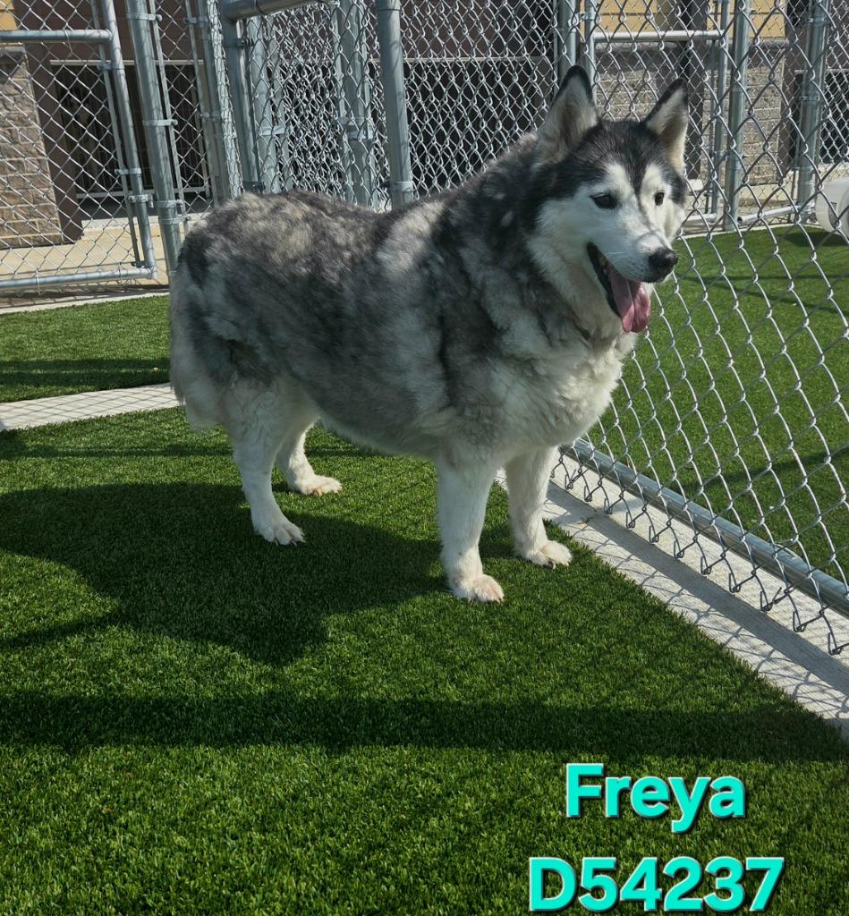 Enlarge Freya, a Adoptable Husky in Clarksville, TN image 1/1