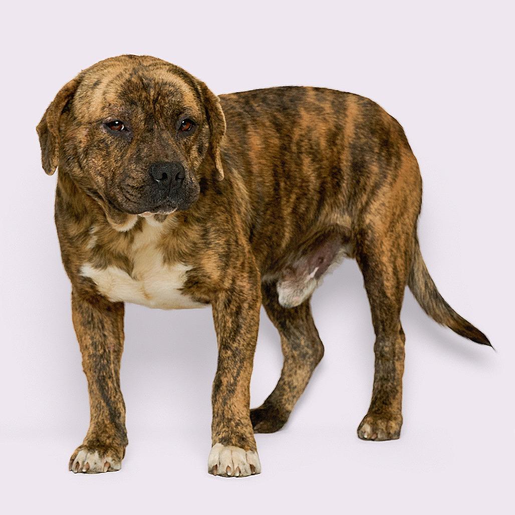 Benito — thumbnail 2