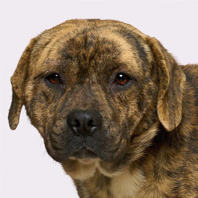 Benito — thumbnail 3