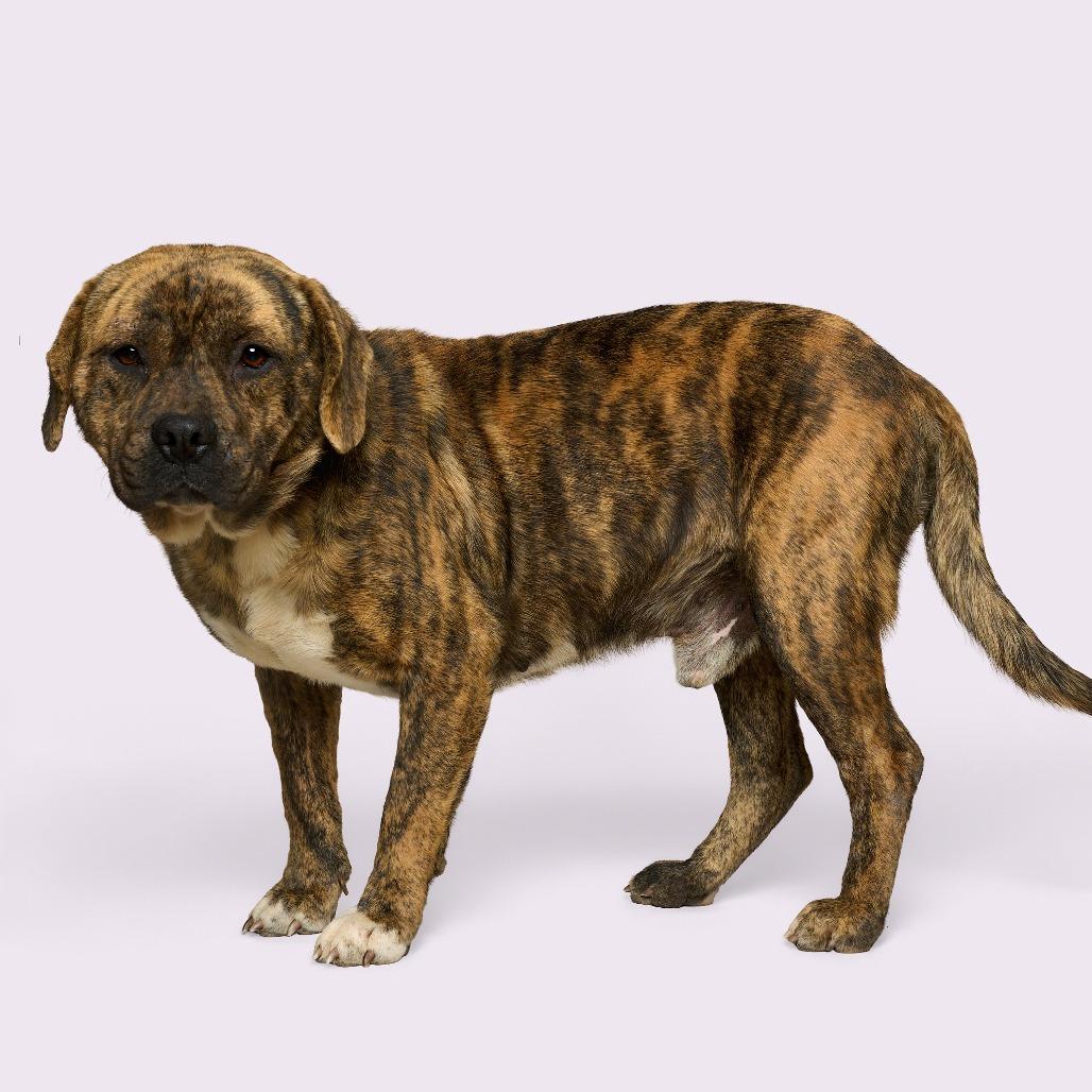 Benito — thumbnail 4