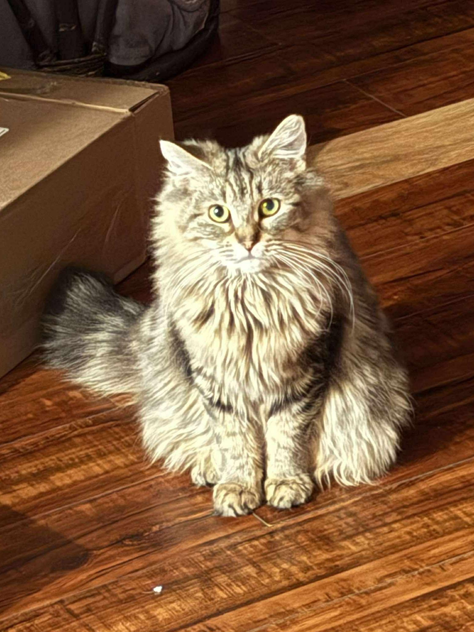 Enlarge Cinnabon, a ADOPTABLE Domestic Long Hair in Rochester , NY image 3/5