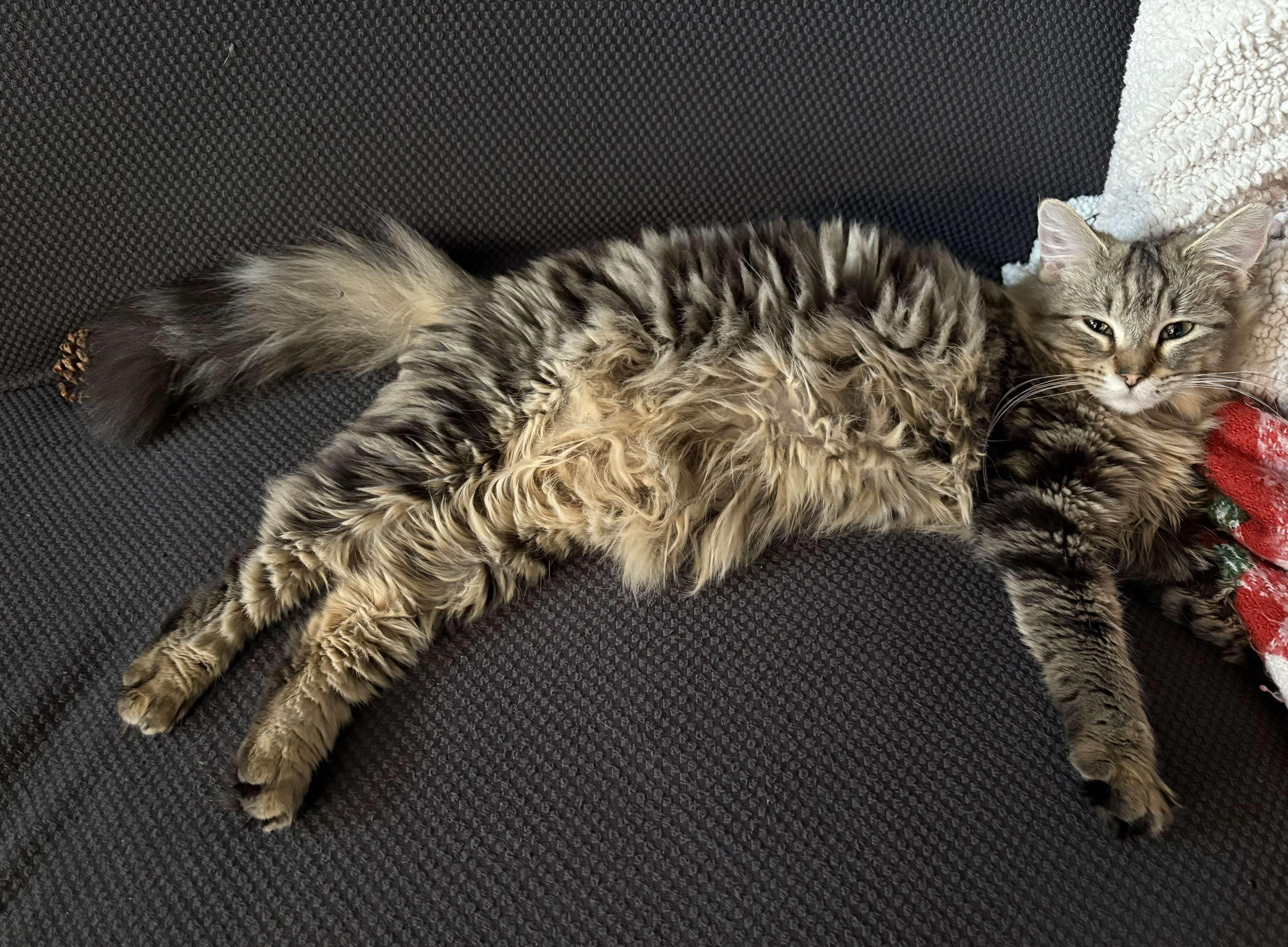 Enlarge Cinnabon, a ADOPTABLE Domestic Long Hair in Rochester , NY image 5/5