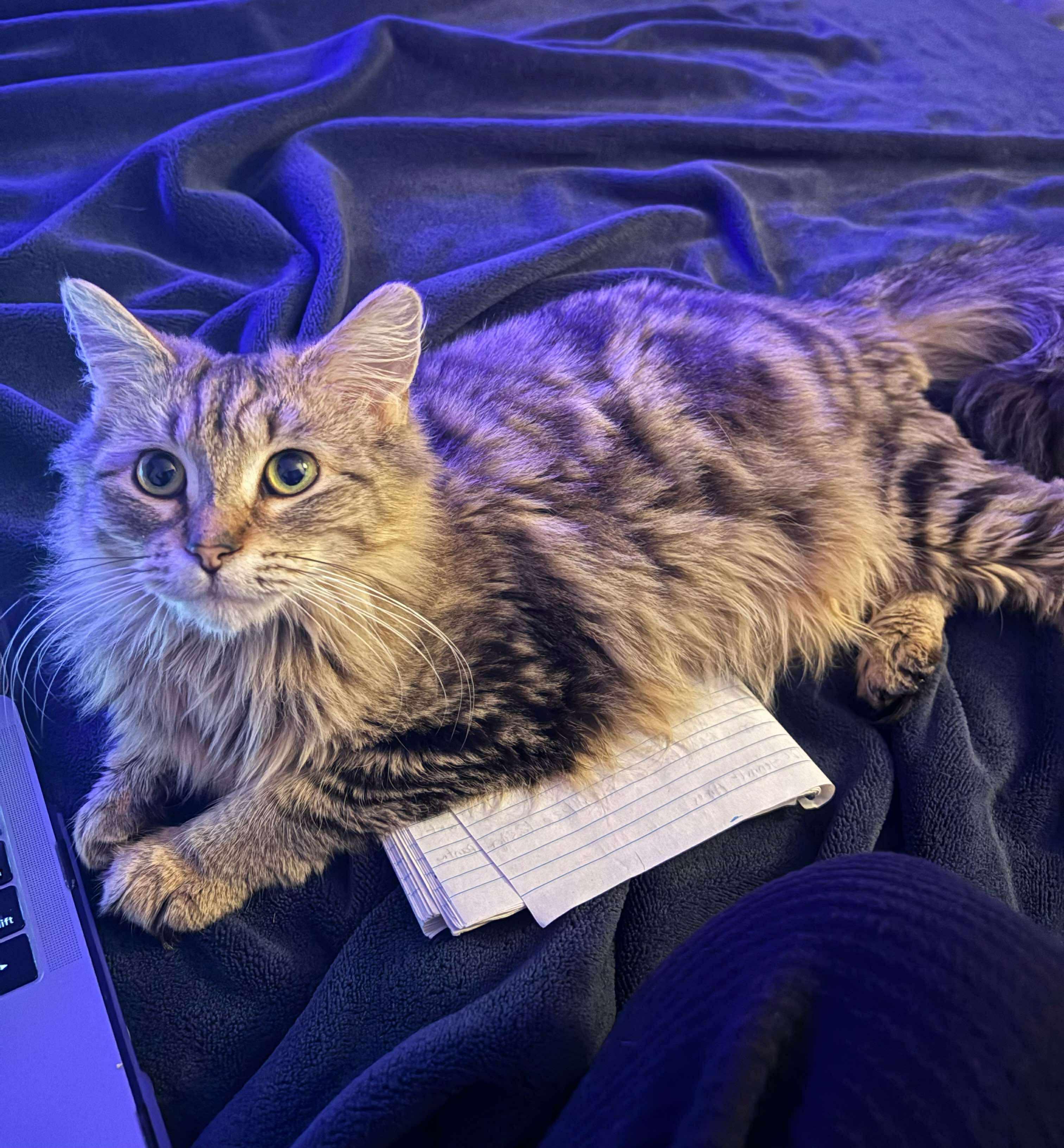 Enlarge Cinnabon, a ADOPTABLE Domestic Long Hair in Rochester , NY image 4/5