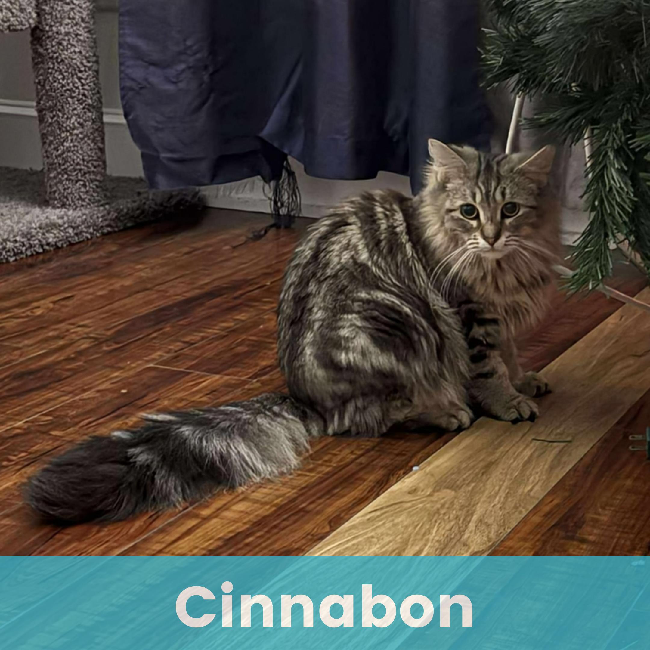 Cinnabon, ADOPTABLE, Kitten Female Domestic Long Hair.