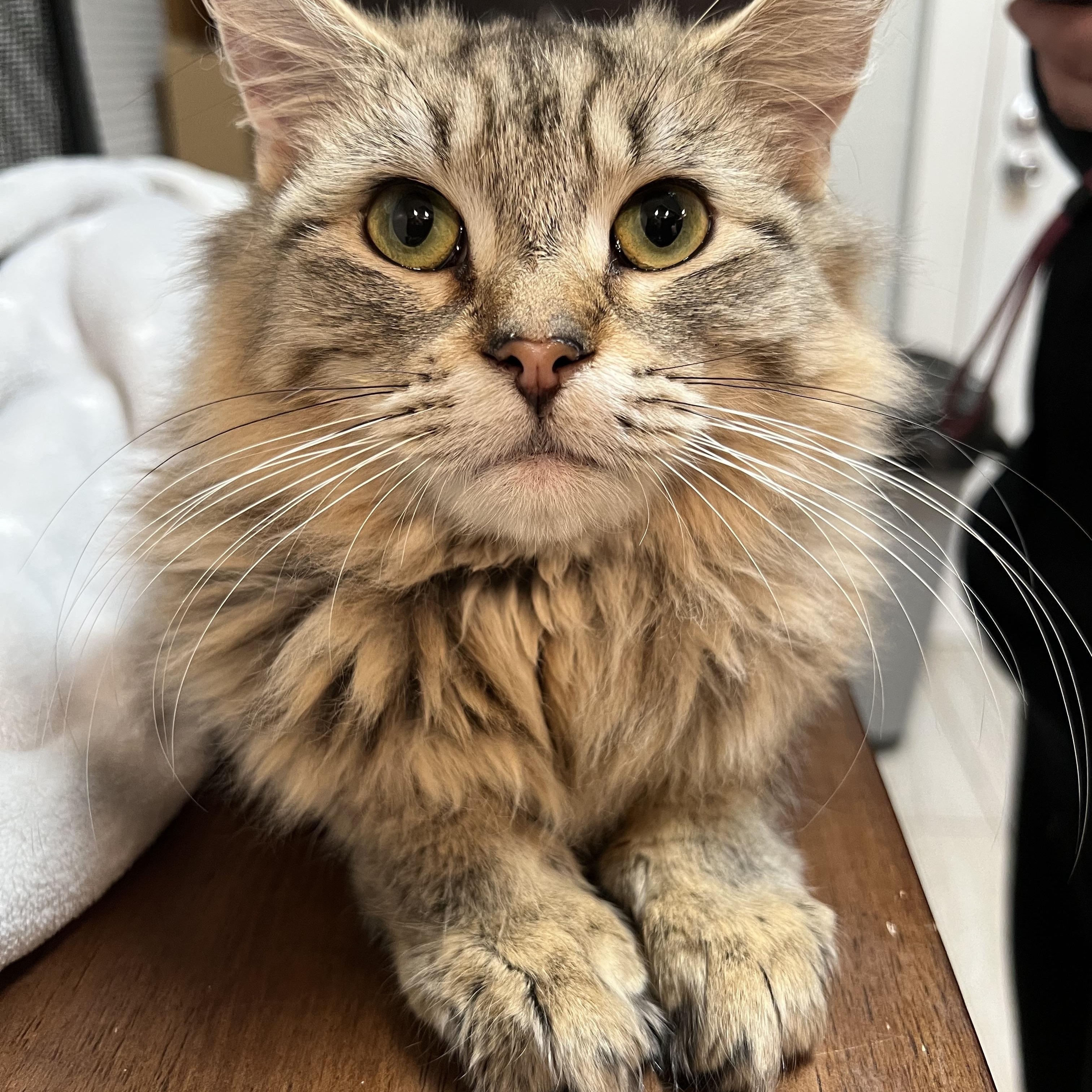 Enlarge Cinnabon, a ADOPTABLE Domestic Long Hair in Rochester , NY image 2/5