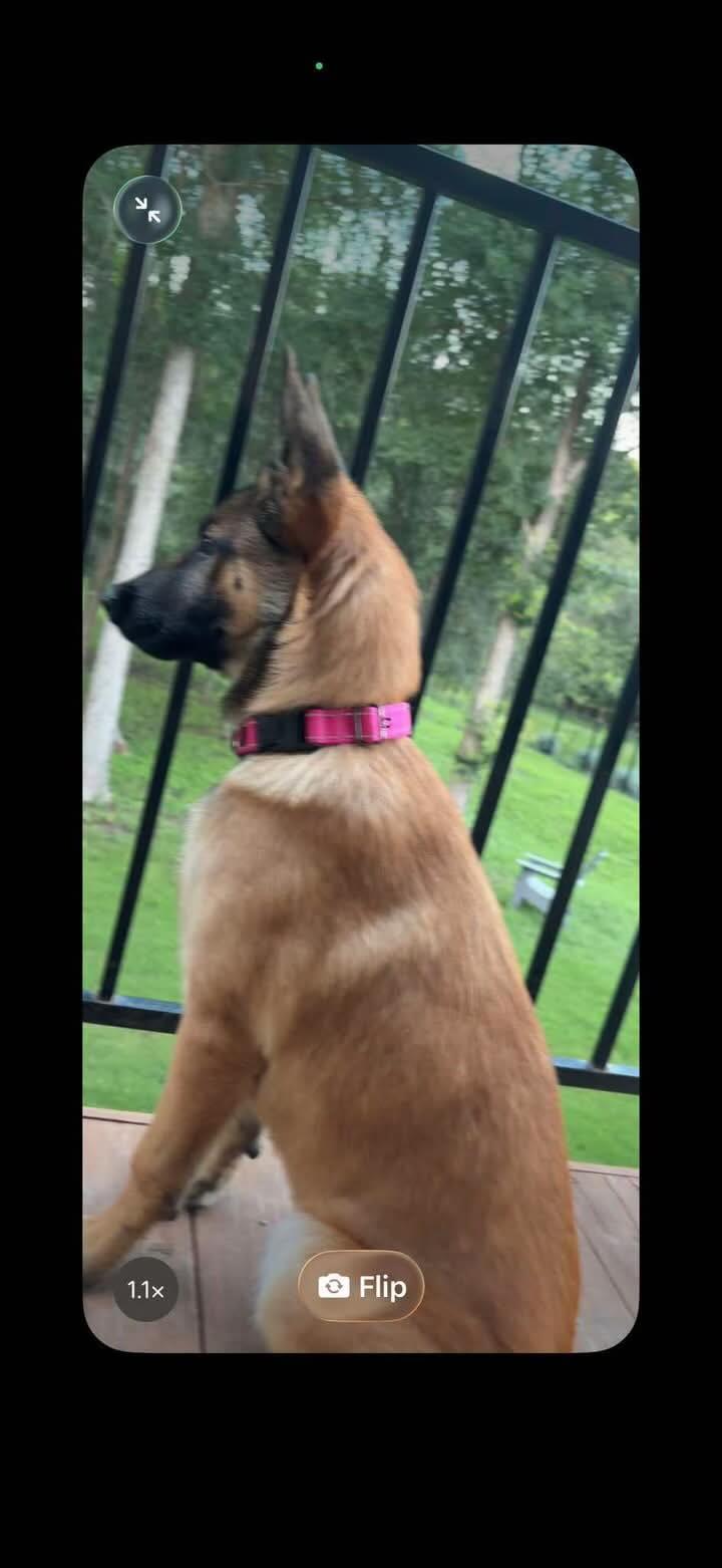 Enlarge Luka, an adopted mixed breed in Lockhart, TX image 2/3