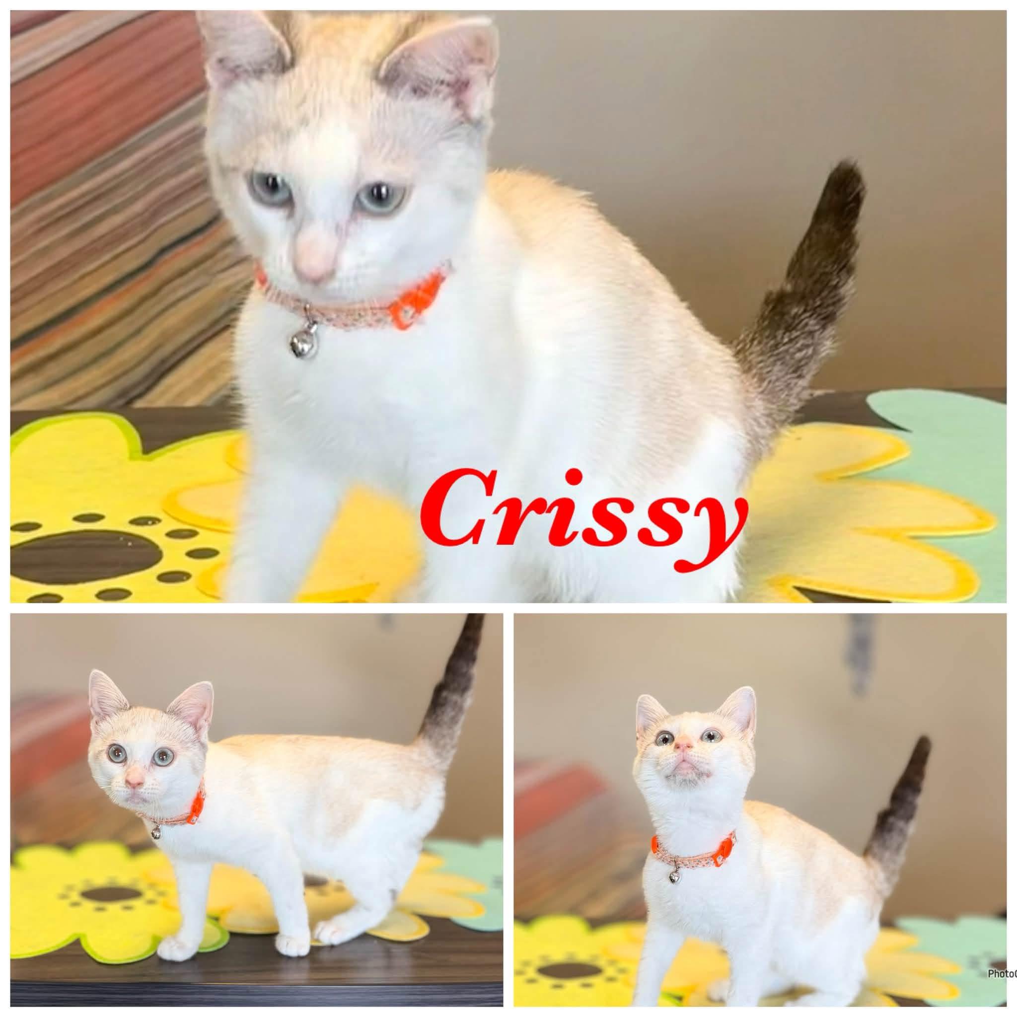 Enlarge Chrissy, an adopted Domestic Short Hair in Ashland, KY image 1/1