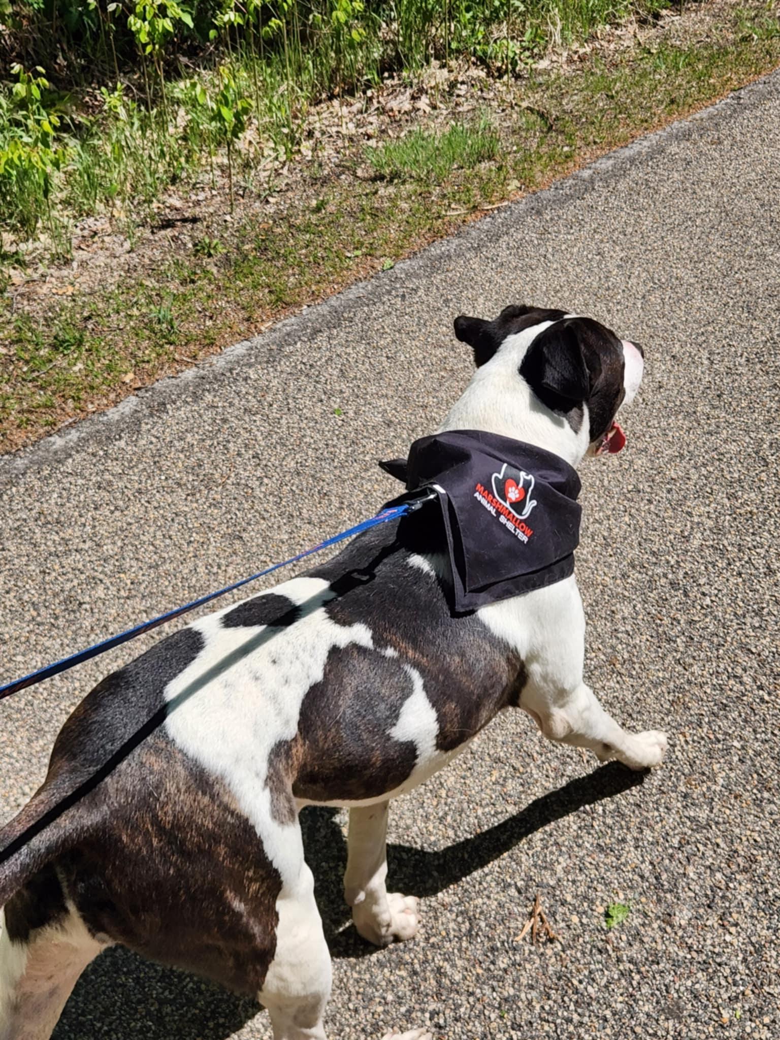 Jersey, Adopted, Adult Male Pit Bull Terrier.