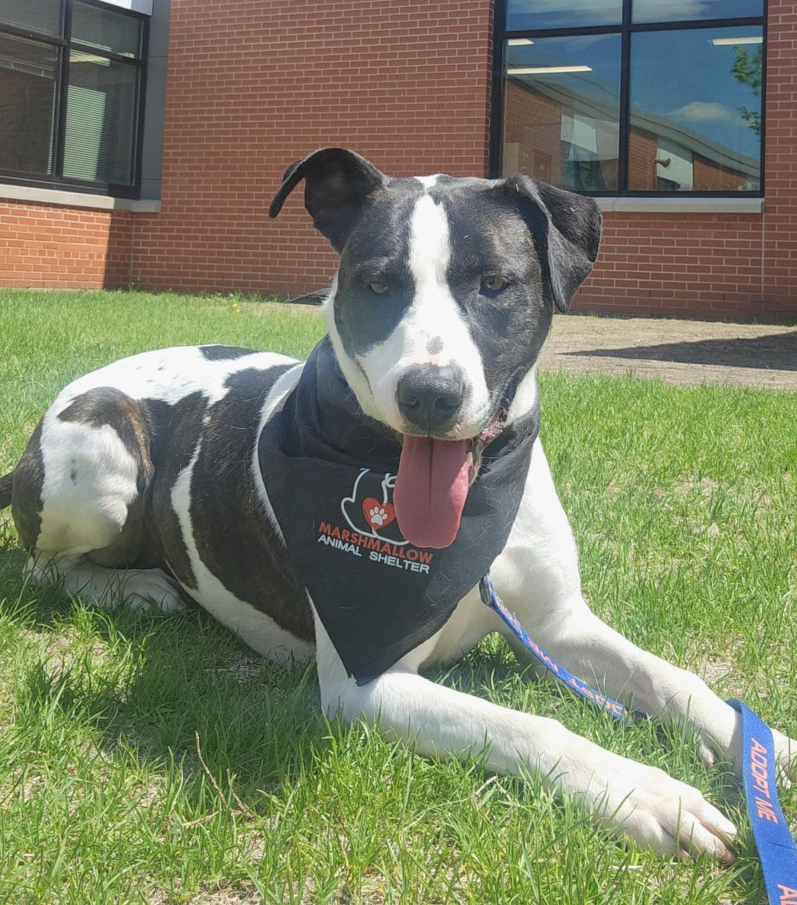 Enlarge Jersey, a Adopted Pit Bull Terrier in Detroit Lakes, MN image 2/3