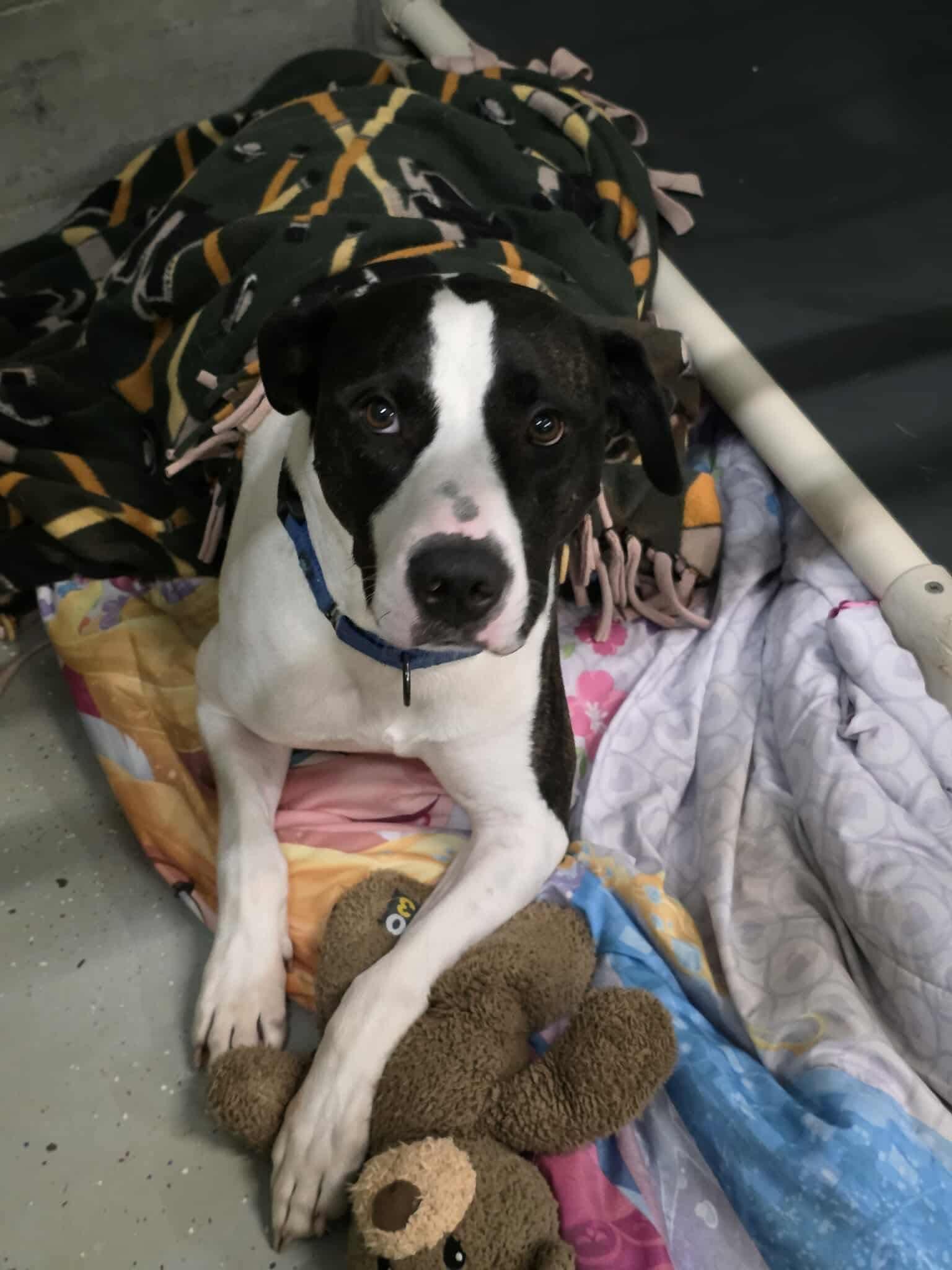 Enlarge Jersey, a Adopted Pit Bull Terrier in Detroit Lakes, MN image 3/3