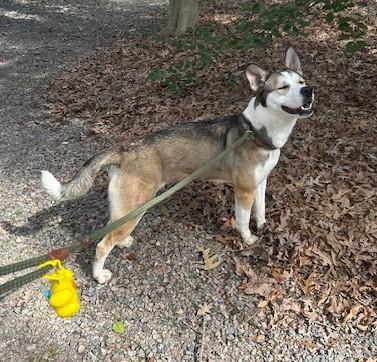 Enlarge Isabell, a Adoptable mixed breed in Ashland, VA image 3/4