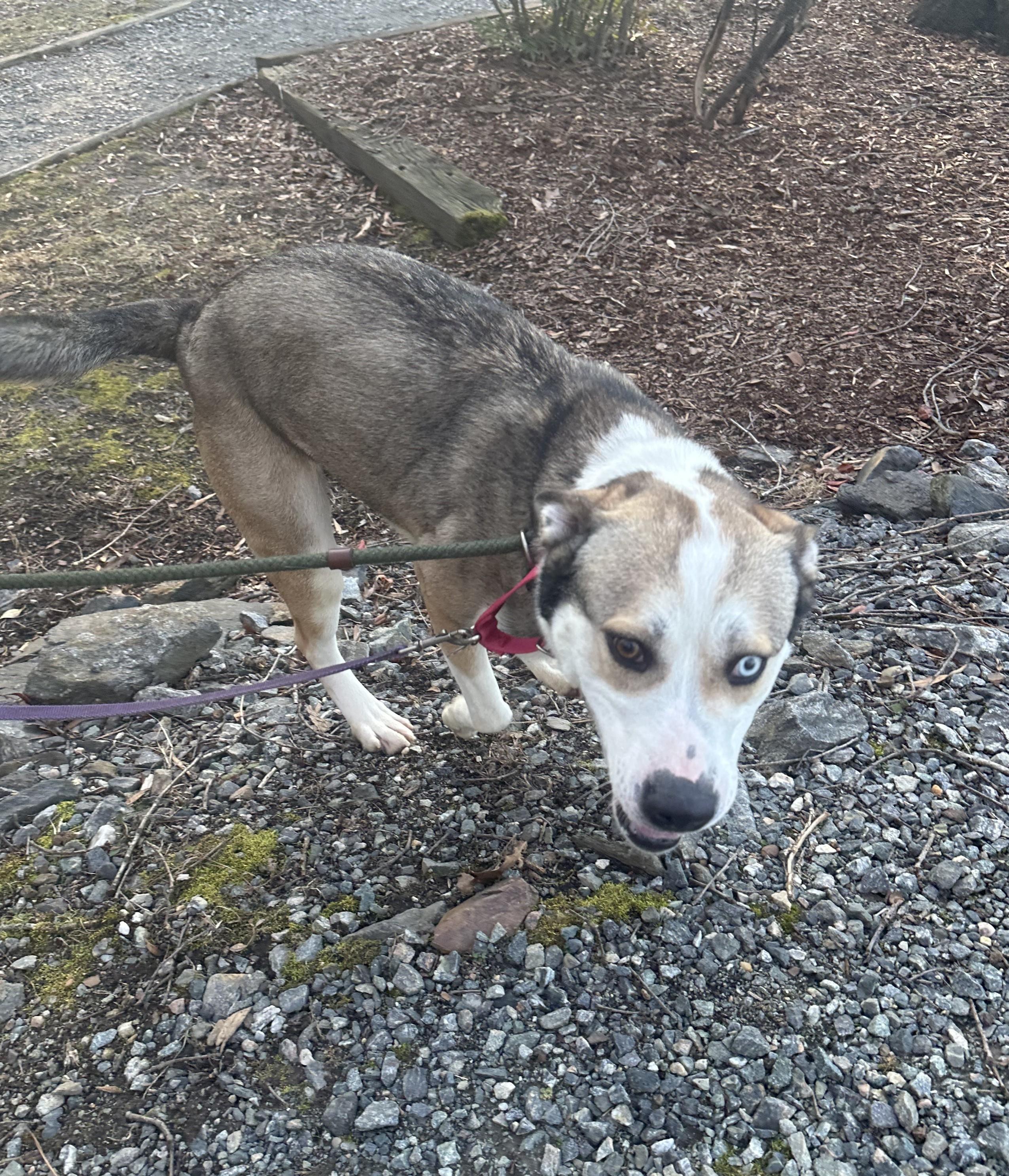 Isabell, a Adoptable mixed breed in Ashland, VA image 2/4