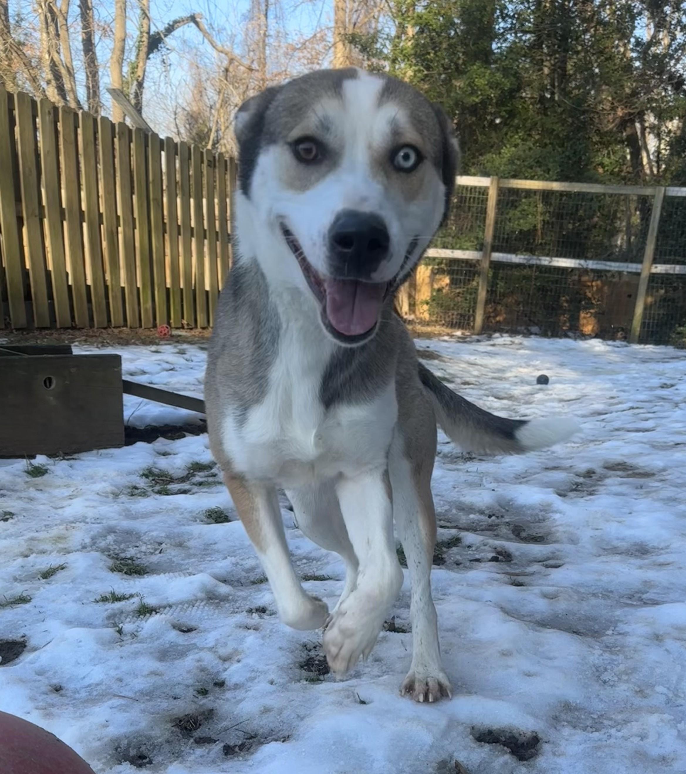 Isabell, a Adoptable mixed breed in Ashland, VA image 1/4