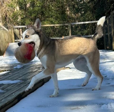 Enlarge Isabell, a Adoptable mixed breed in Ashland, VA image 4/4
