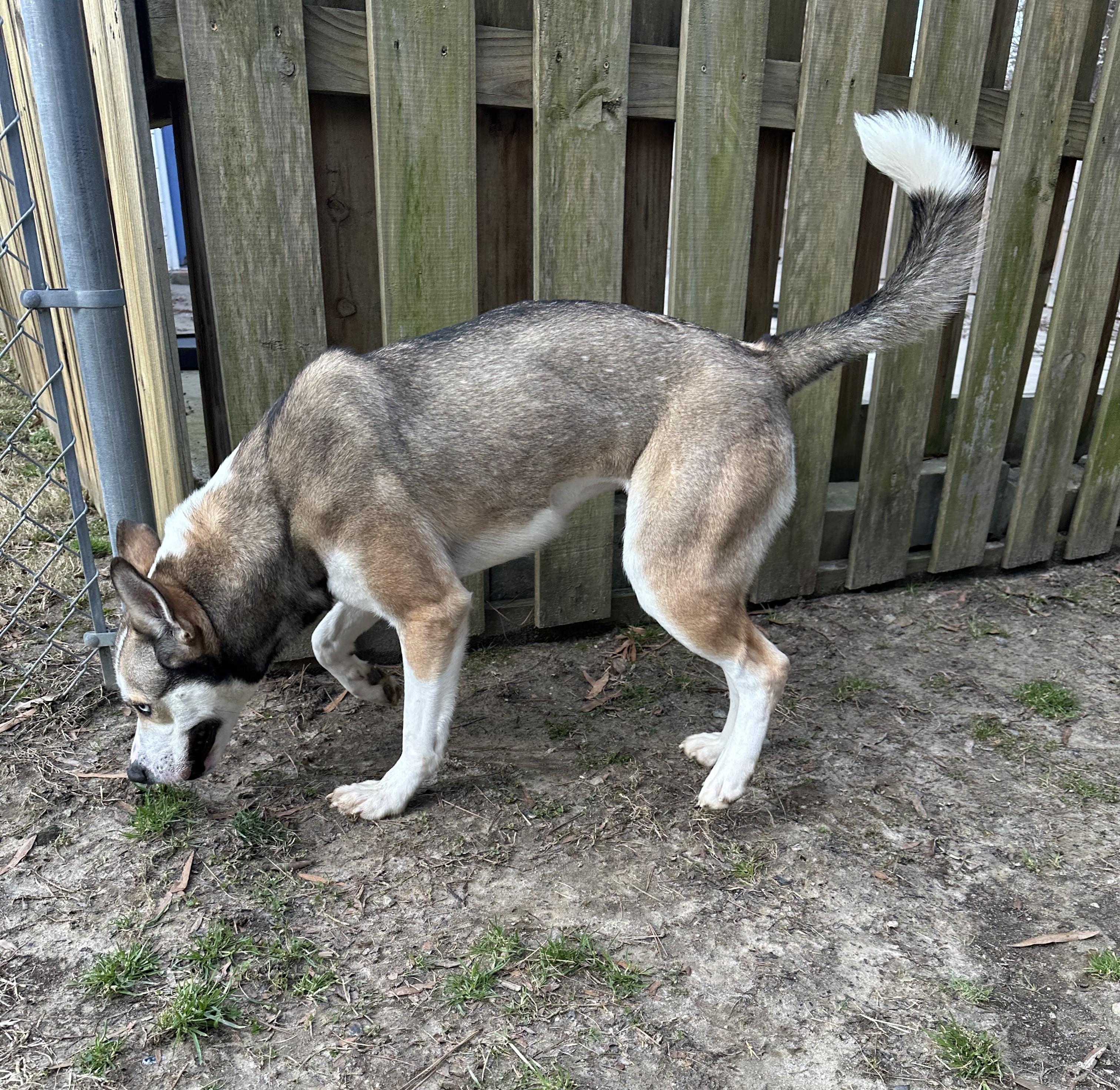 Isabell, a Adoptable mixed breed in Ashland, VA image 3/4