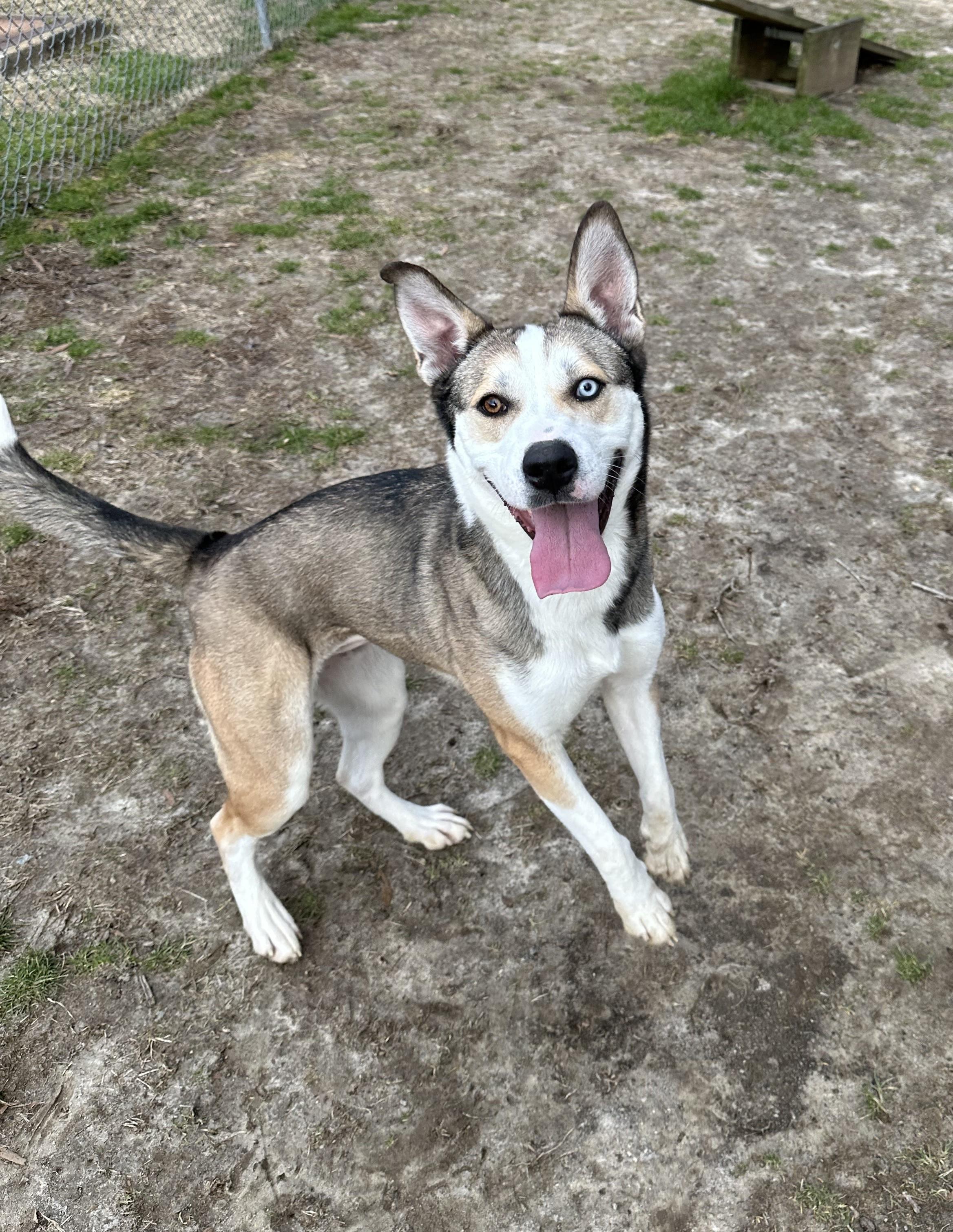 Isabell, a Adoptable mixed breed in Ashland, VA image 4/4