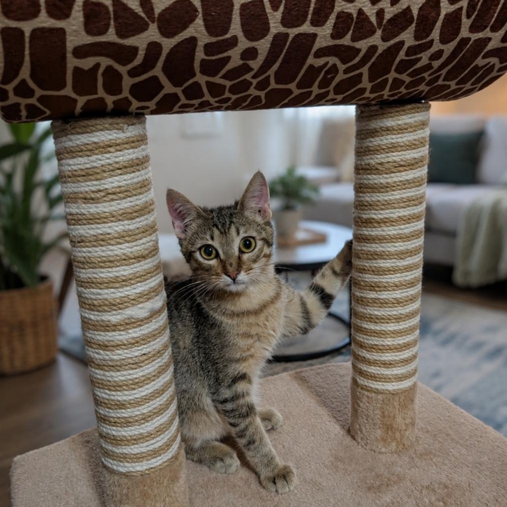 Enlarge Farrah, a ADOPTABLE Domestic Short Hair in Mabank, TX image 2/3