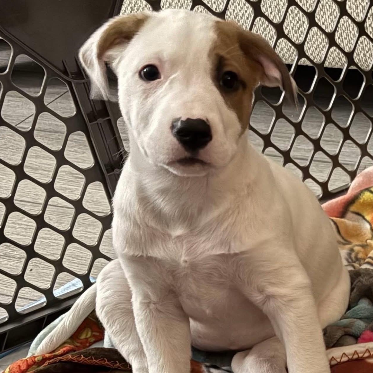 EMILY, adopted, Puppy Female Mixed Breed.