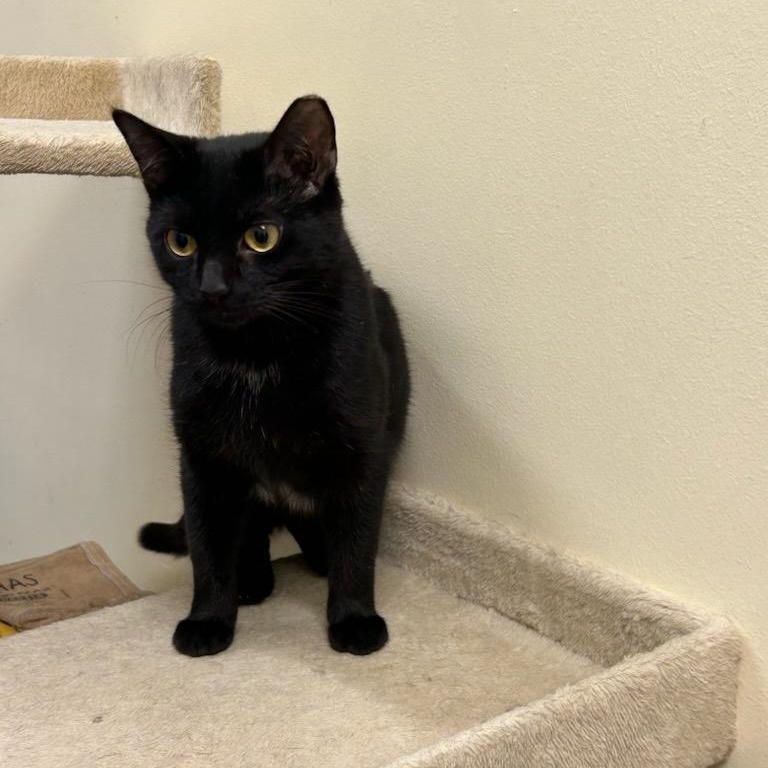 Hocus Pocus, Adoptable, Adult Female Domestic Short Hair.
