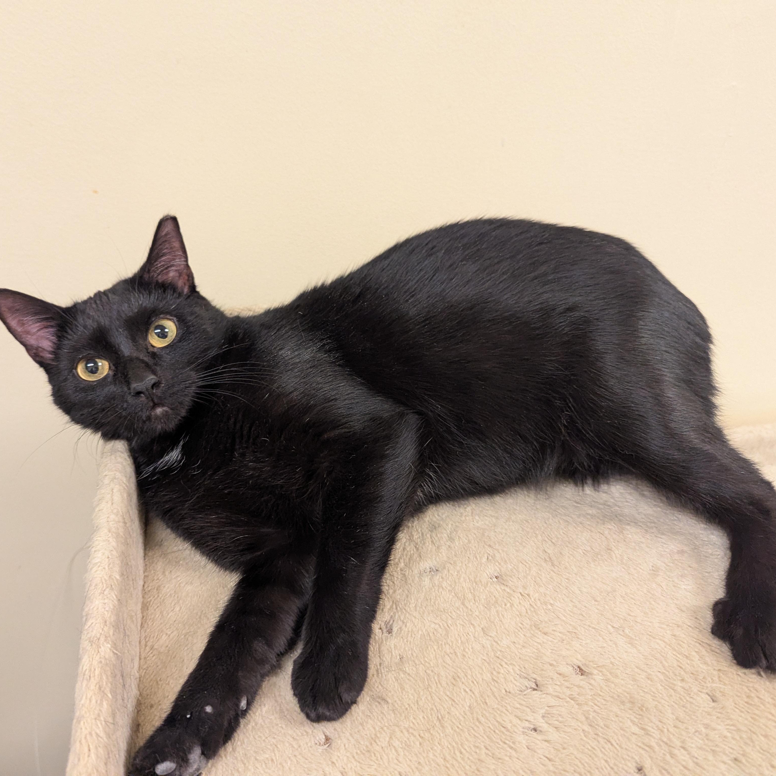 Enlarge Hocus Pocus, a Adoptable mixed breed in Bolingbrook, IL image 2/6