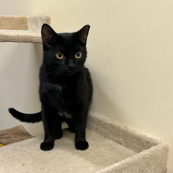 Enlarge Hocus Pocus, a Adoptable mixed breed in Bolingbrook, IL image 3/6