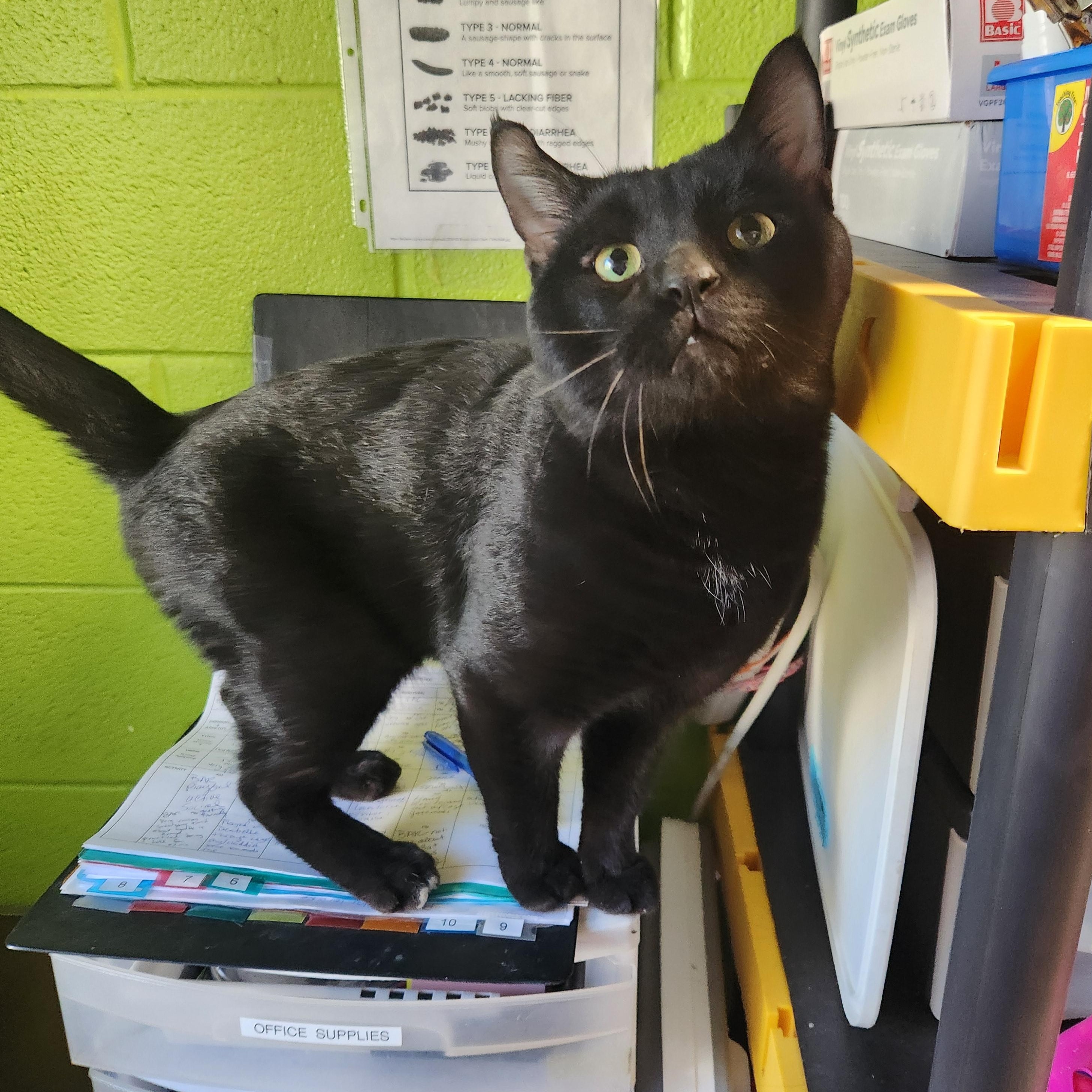 Enlarge Hocus Pocus, a Adoptable mixed breed in Bolingbrook, IL image 1/1