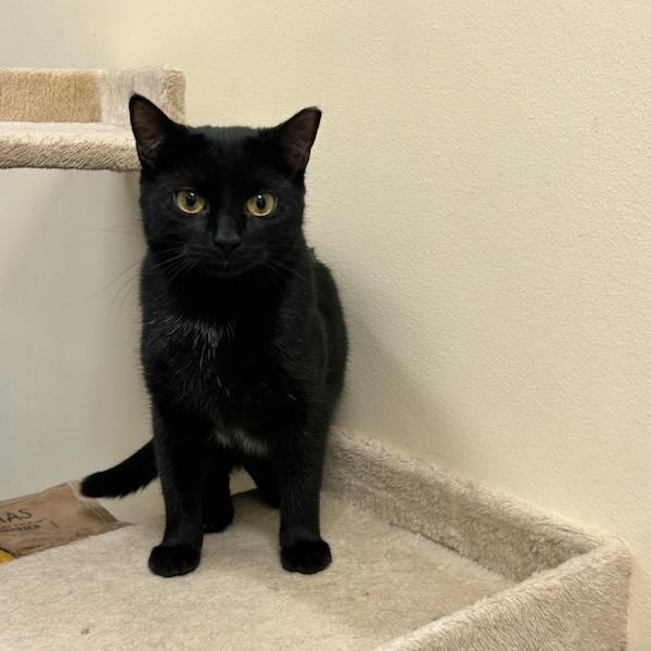 Enlarge Hocus Pocus, a Adoptable mixed breed in Bolingbrook, IL image 6/6