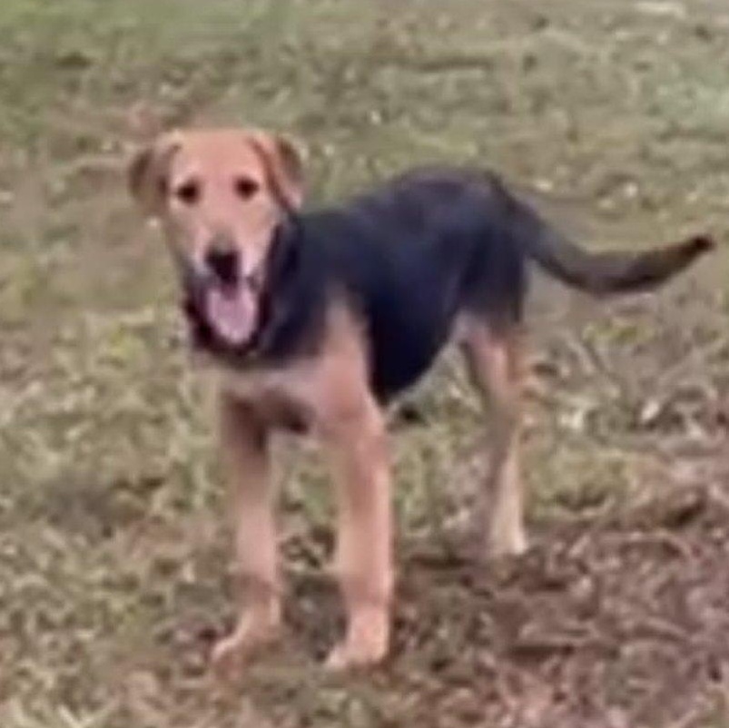 Enlarge Elf, a Adoptable mixed breed in Colchester, CT image 1/6