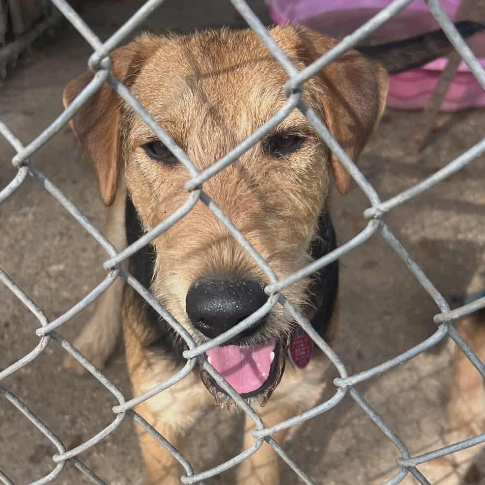 Enlarge Elf, a Adoptable mixed breed in Colchester, CT image 6/6