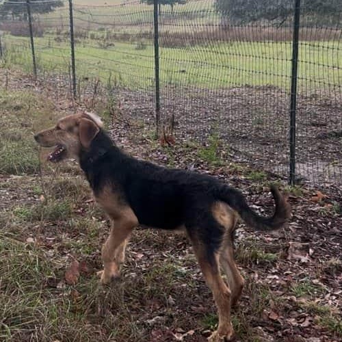 Enlarge Elf, a Adoptable mixed breed in Colchester, CT image 5/6